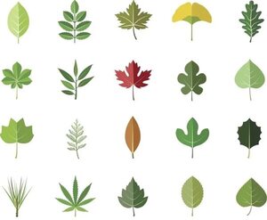 La importancia de las hojas de los árboles para almacenar CO2 - Ciencia - ABC Color
