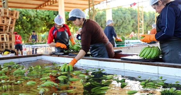 La Nación / Productores de bananas expectantes a proyectos presentados en la FAO para industrialización del sector