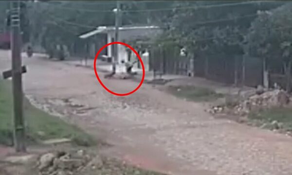 (VIDEO)Dos perros pitbull atacaron a una mujer que sacaba la basura de su casa
