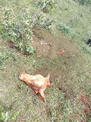 Cuatreros faenan vacuno y causan millonaria pérdida a pobladora de Trinidad