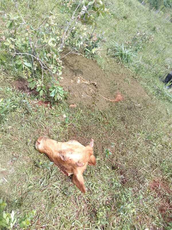 Cuatreros faenan vacuno y causan millonaria pérdida a pobladora de Trinidad