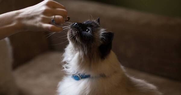 La Nación / ¿Cuáles son los aspectos que los gatos aman de sus dueños?
