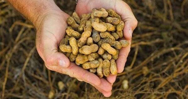 La Nación / Paraguay ya exportó más de 8.000 toneladas de maní