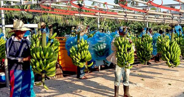 La Nación / Productores, expectantes de proyectos de la FAO