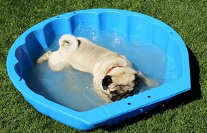Mascotas: La frecuencia del baño depende de la actividad de nuestro perro - Sociales - ABC Color