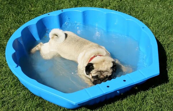Mascotas: La frecuencia del baño depende de la actividad de nuestro perro - Sociales - ABC Color