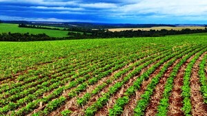 Sojeros retoman siembra en el Norte gracias a las lluvias