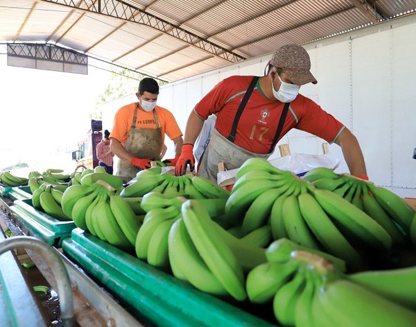 Productores de bananas expectantes a proyectos presentados en la FAO
