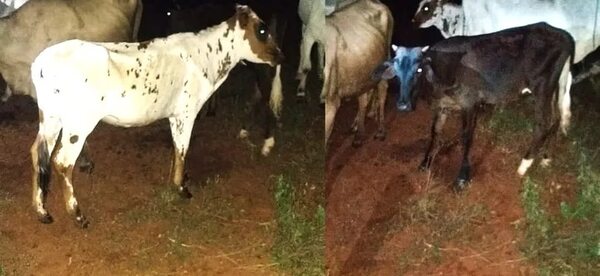 Recuperan animales que los cuatreros se vieron obligados a abandonar en Carapeguá - Nacionales - ABC Color