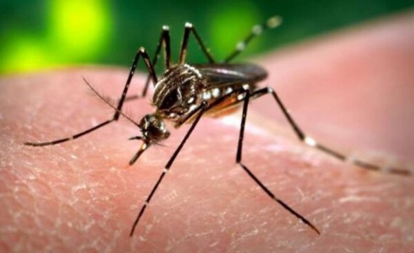 Aumentan casos de dengue a nivel país en las últimas tres semanas