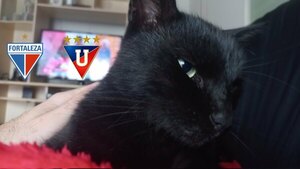 Versus / ¡Un gato pronosticó al campeón de la Copa Sudamericana!