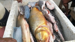 Proximidad de veda incide en precios de pescados | Radio Regional 660 AM