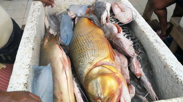 Proximidad de veda incide en precios de pescados | Radio Regional 660 AM