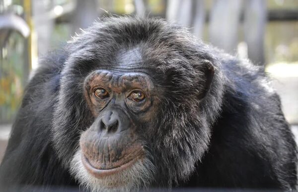La menopausia no es única en humanas y ballenas: las chimpancés de Ngogo también la tienen - Ciencia - ABC Color