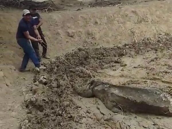 Video: animales silvestres huyen de la sequía y piden no matarlos si entran a zonas urbanas - Noticias del Chaco - ABC Color