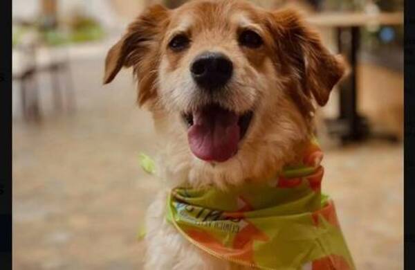 ¡No es firulais! Le preguntaron el nombre del perro y oikó la akachara