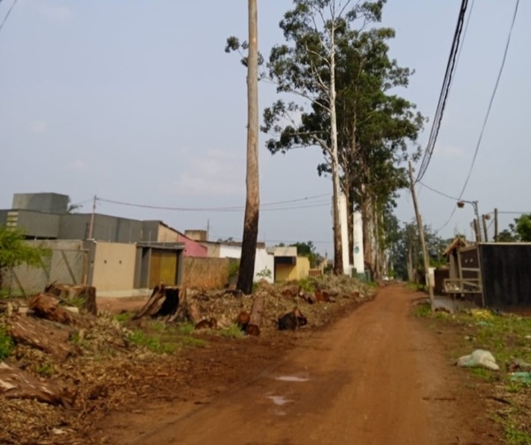 Proyectan construcción de empedrado en fracción Eucaliptal una vez finalizada la tala de árboles - Radio Imperio 106.7 FM