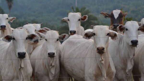 ¿El futuro del campo? Integración ganadera, agrícola y forestal como alternativa de producción sostenible y eficaz