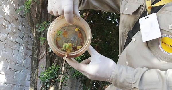 La Nación / Aumentan casos de dengue e instan a destruir criaderos