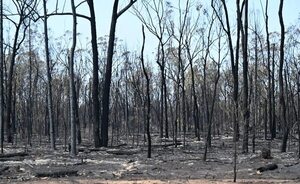 Decenas de incendios forestales arden sin control en la costa este de Australia - Mundo - ABC Color