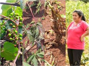 San Ignacio: fumigación de soja sería causante de afectar cultivos de humildes productoras