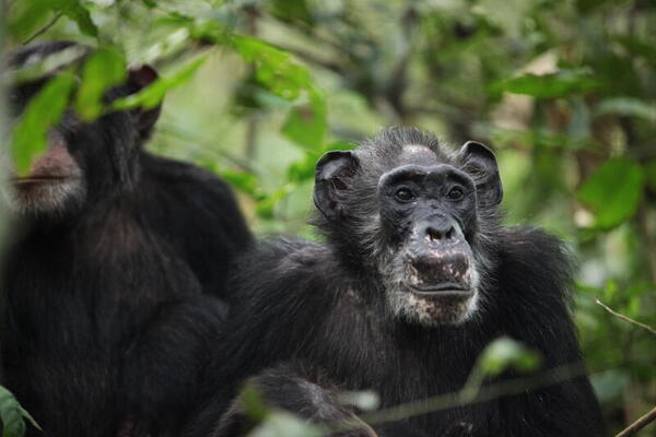 Los chimpancés salvajes también experimentan la menopausia - El Trueno