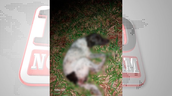 Cerro Corá: Hombre fue detenido por presuntamente violar a un animal canino