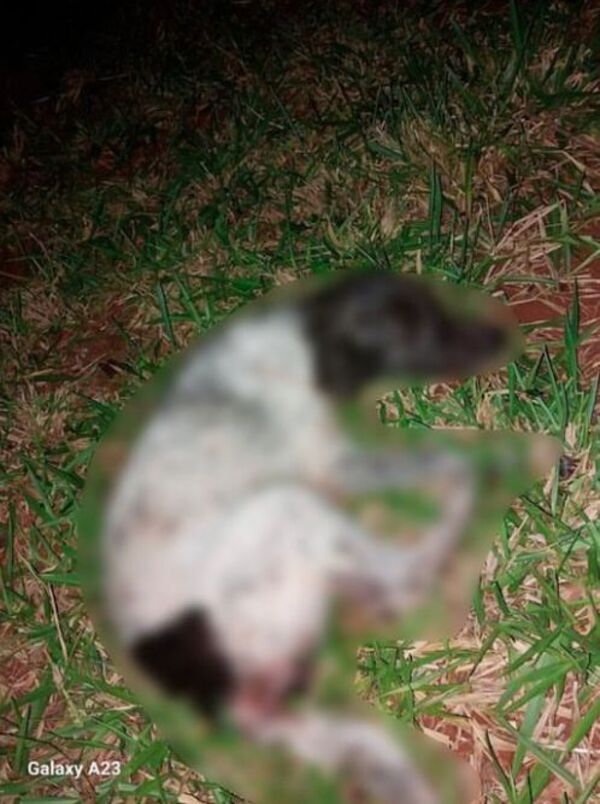 Un hombre fue detenido por presunto caso de zoofilia