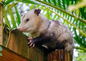 Familia de San Lorenzo recibió una sorpresiva visita: cambio cultural con respecto a animales silvestres - Nacionales - ABC Color