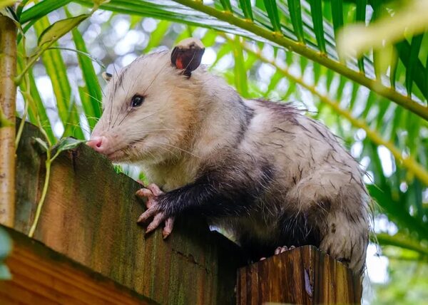 Familia de San Lorenzo recibió una sorpresiva visita: cambio cultural con respecto a animales silvestres - Nacionales - ABC Color