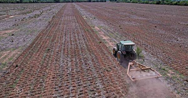 La Nación / Avanzarán con la siembra de varios granos pese a lluvias tardías