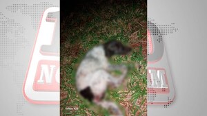 TERRIBLE, DETIENEN A UN HOMBRE POR PRESUNTAMENTE ABUSAR DE UN ANIMAL CANINO