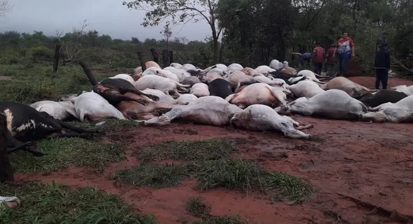 Caída de rayo causa muerte de 80 animales vacunos en Amambay - Noticiero Paraguay