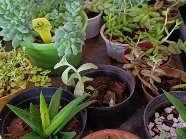 Doña Lucy, la experta en plantas de Yaguarón - La Tribuna