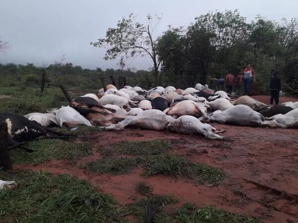 Caída de rayo causa muerte de 80 animales vacunos en Canindeyú - Nacionales - ABC Color