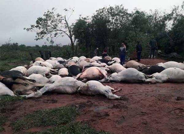 80 vacunos y 2 equinos mueren al ser impactados por rayo durante temporal en Canindeyú | DIARIO PRIMERA PLANA