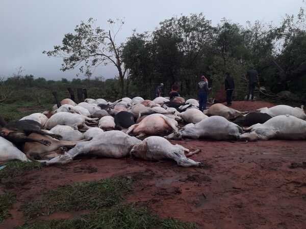 Diario HOY | Rayo tocó tierra y acabó fulminando a 80 vacas en Ybyrarobaná