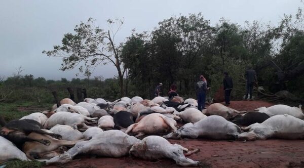 Rayo alcanza el suelo y acaba con la vida de 80 vacas en Canindeyú