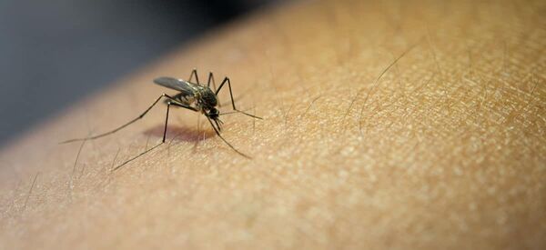 Diario HOY | Confirman caso de dengue hemorrágico en San Pedro