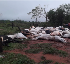 ¡Feroz temporal! Caída de rayo mató de un syky a 80 animales vacunos