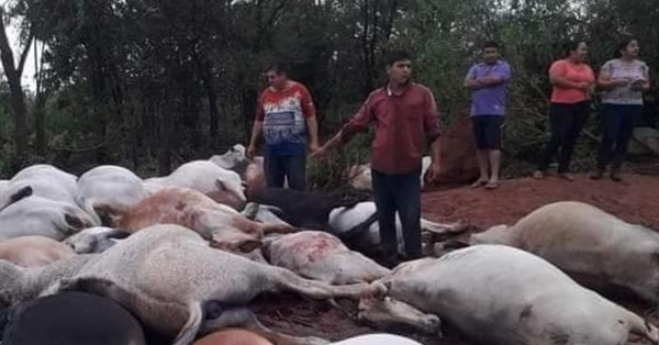 Tormenta en Canindeyú dejó 80 animales vacunos muertos y grandes pérdidas materiales