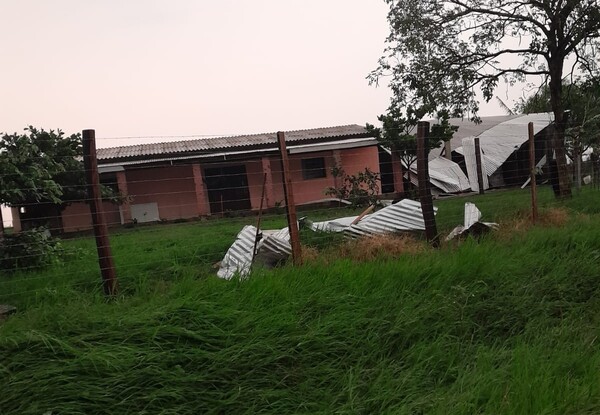 Cables de alta tensión mataron a unos 80 ganados vacunos y dos caballos - trece