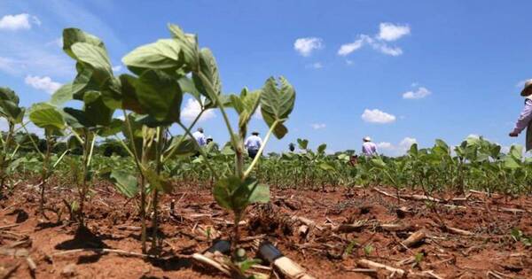 La Nación / Avanzan con la siembra de granos pese a lluvias tardías