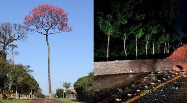 FUERTE TEMPORAL DERRIBÓ UN HISTÓRICO LAPACHO QUE SE ENCONTRABA EN HOHENAU