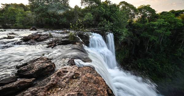 La Nación / Carrera por salvar la Amazonía deja de lado al Cerrado