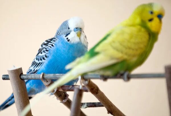 Cómo evitar que las parejas de periquitos tengan cría - Mascotas - ABC Color