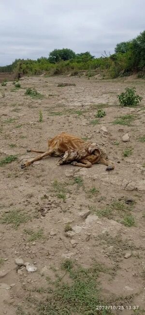 Pilcomayo: sequía castiga al ganado vacuno y a la fauna silvestre - Noticias del Chaco - ABC Color