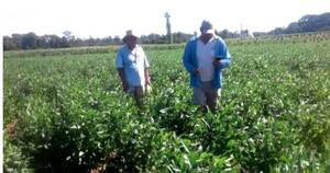 La Nación / Cosecha de agua de lluvias en fincas, una alternativa para enfrentar la sequía