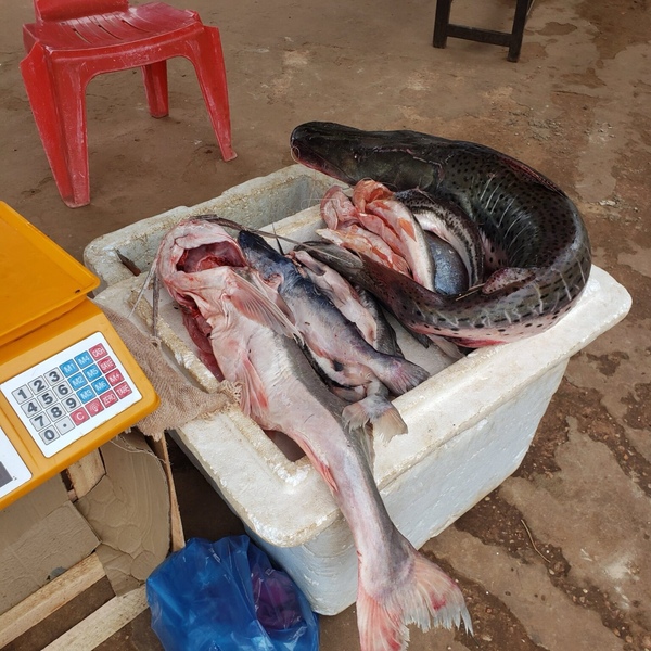 Proximidad de veda incide en precios de pescados
