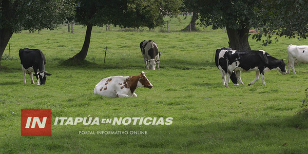 BRUCELOSIS: SE TOMAN MUESTRAS DE ANIMALES VACUNOS A NIVEL PAÍS - Itapúa Noticias